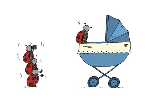 1-Naissance-Coccinelles